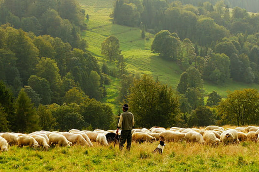 sheep-farmer-rural-herd-preview sheep-farmer-rural-herd-preview