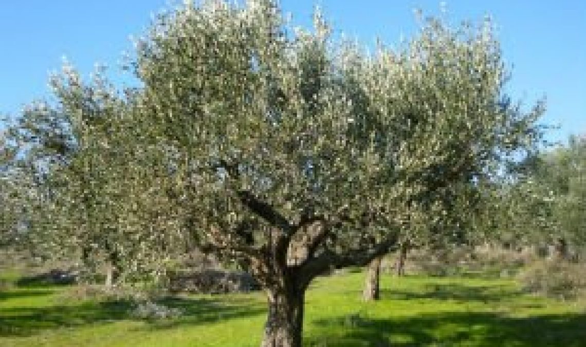 17-11-19 Partakers of The Root of The Olive Tree