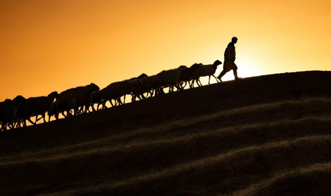 Shepherd leading his goats and sheep at sunset time